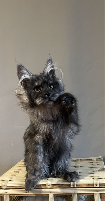 Мейн -кун котята