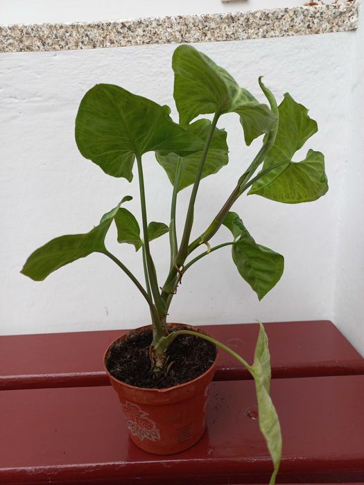 Syngonium Arrow - piękny kwiat - domowa nadprodukcja