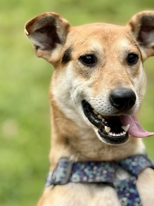 Bambo — cudny pies do adopcji