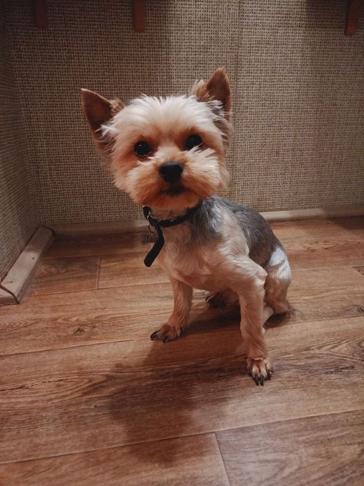 Хлопчик Йорк чекає на дівчинку