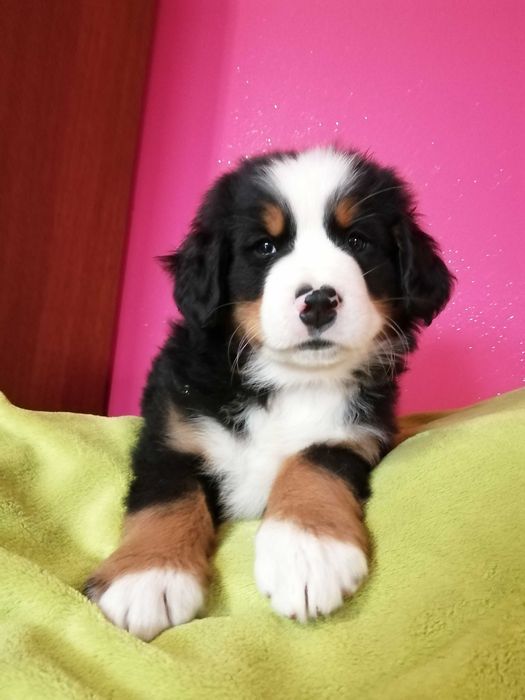 Berneński pies pasterski