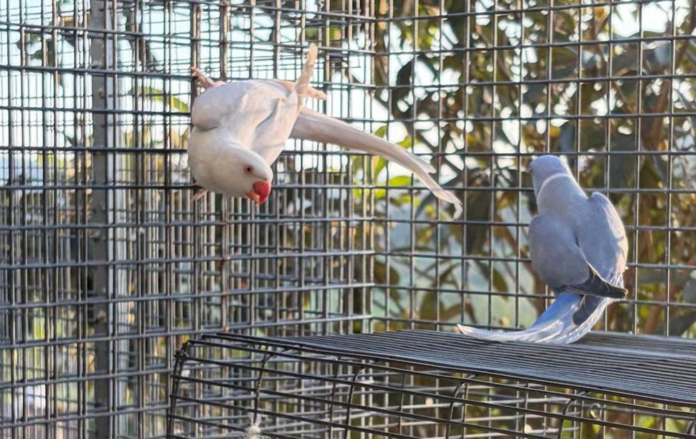 Vendo casal de RING NEKS CC adulto