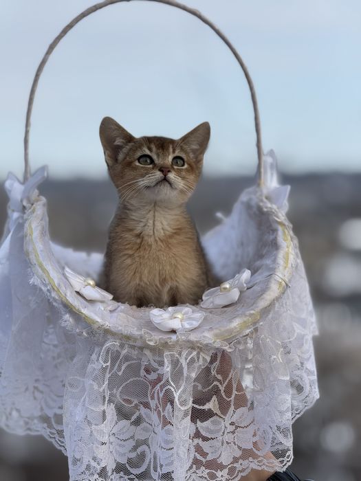 Абисинский мальчик ищет любьящую семью