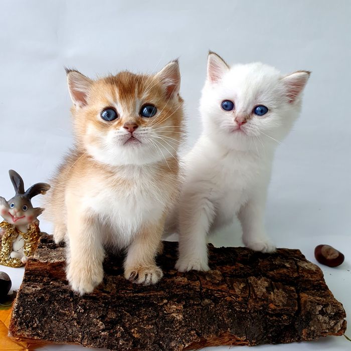 Британские котята, клубные котики, кошечки. Есть разные окрасы г. Киев