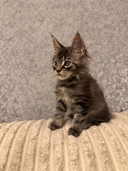 Мейн кун дівчинка