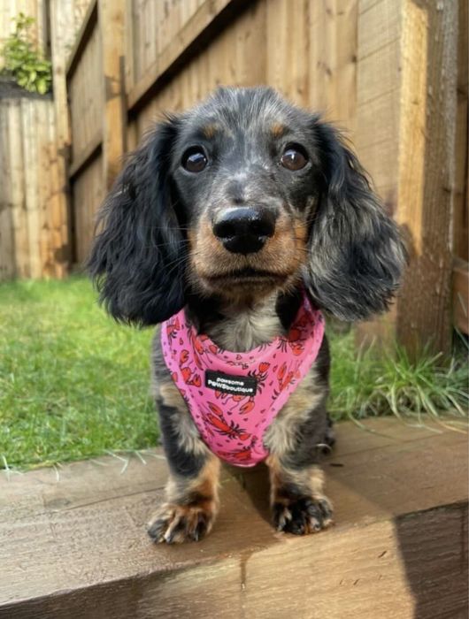 Шлейка для собак р.S