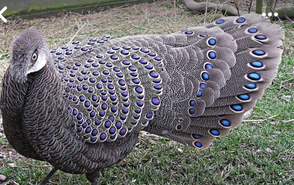 Faisão varias espécie