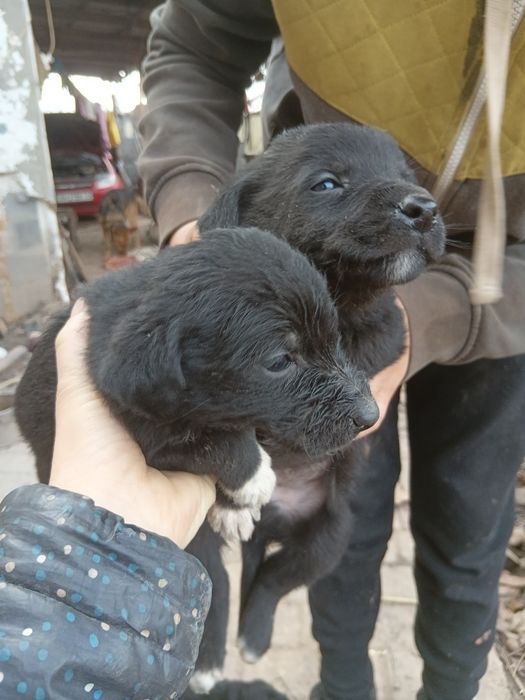 Отдам щенков  в добрые руки