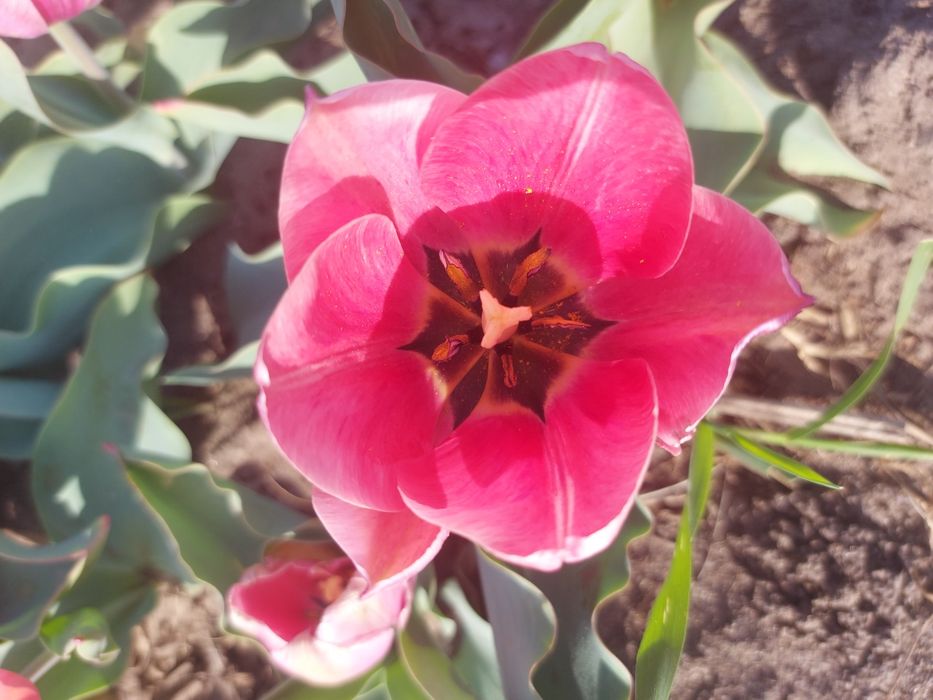 Sprzedam tulipany kwiat z cebulką