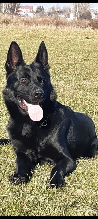 Owczarek niemiecki linia użytkowa