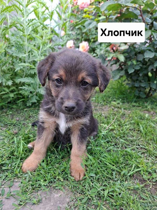 Цуценята в добрі руки