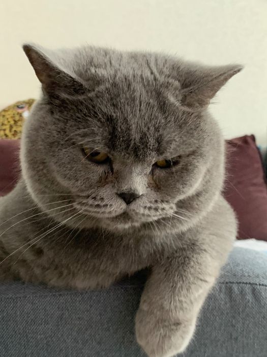 Віддам в добрі руки кицю