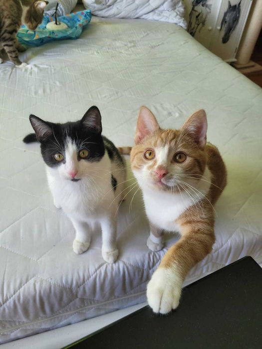 do ADOPCJI cudny rudy Placek wyjątkowy miziak i przytulak szuka domku