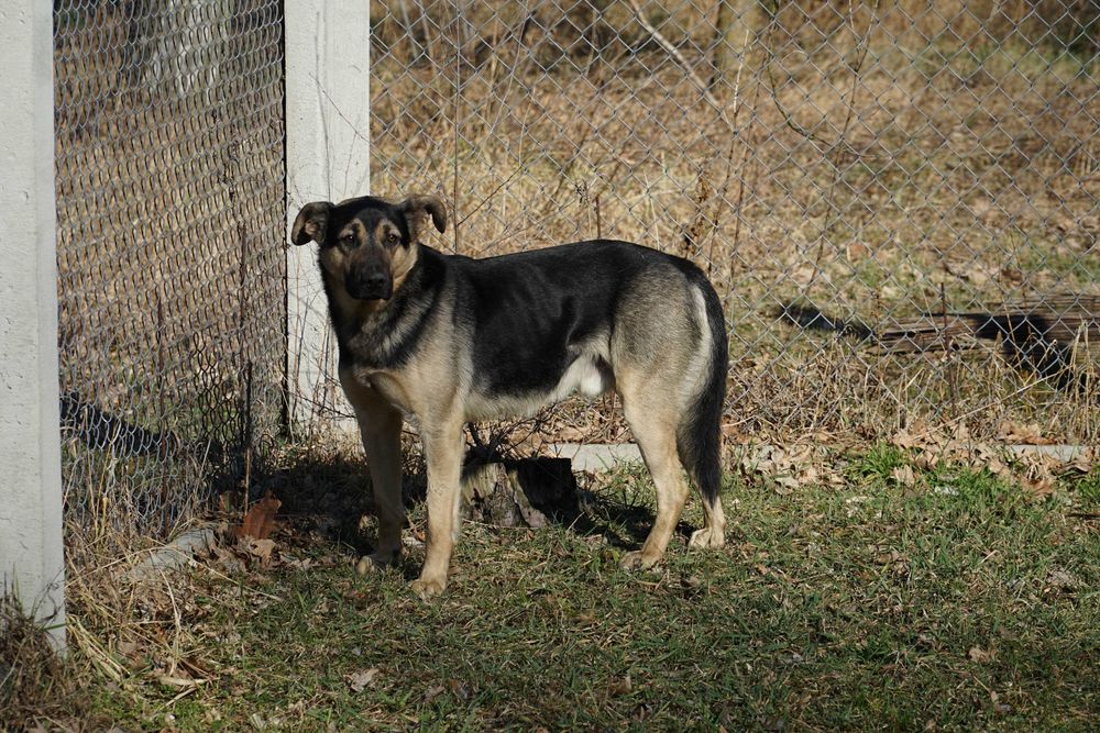 Alert - pies szuka domu