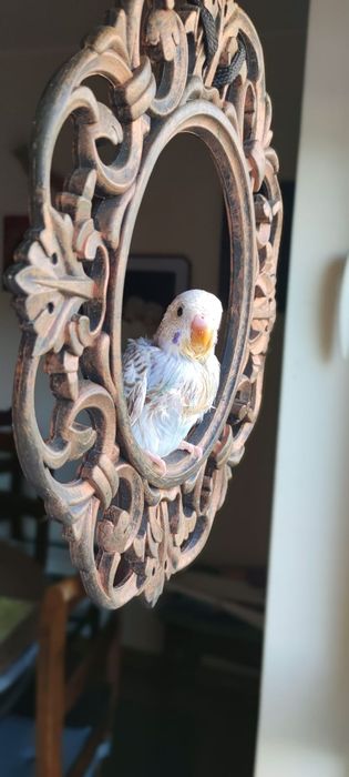 Periquitos Australianos