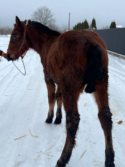 Продам жеребчека 8 місяців