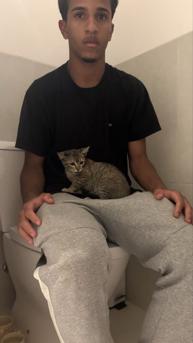 Doaçao de gato encontrado na rua