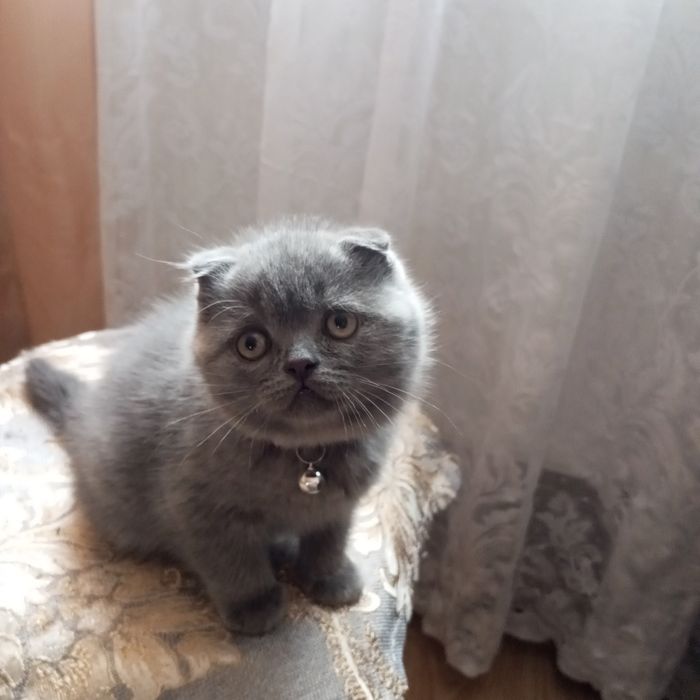 Шотландські кошенята продаж