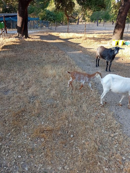 Cabras anãs com 3 meses