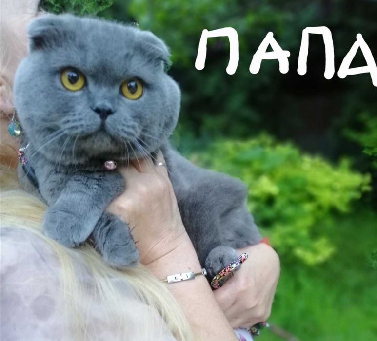 Шотландские веслоухие котята