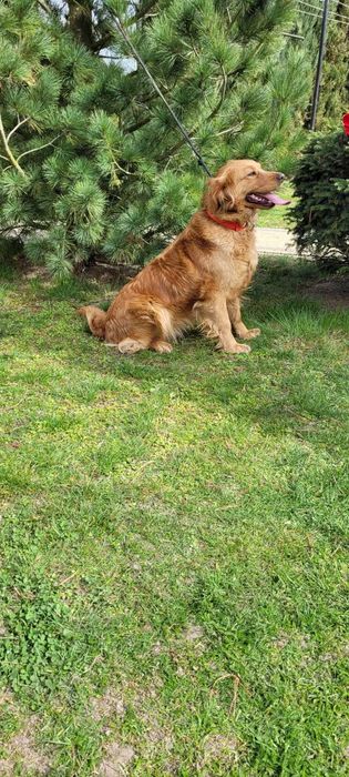 golden retriever