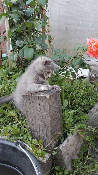Кошенята аристократи шукають господарів