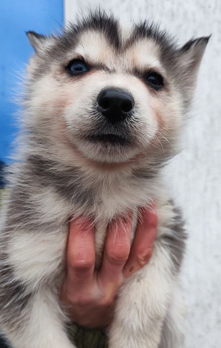 Сибірський хаскі - чистокровні