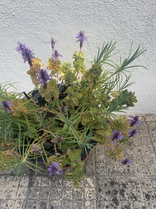 Muda de Suculenta com flor lilas