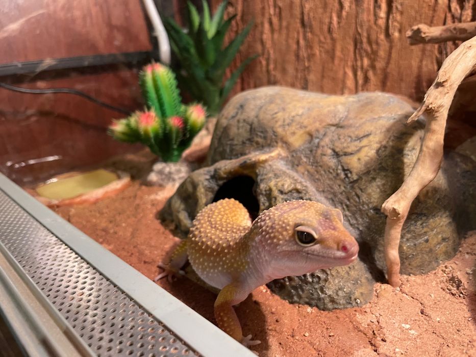 Gekon lamparci dorosła samiczka