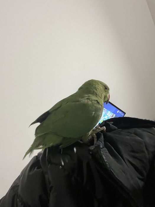 Ring neck domesticado