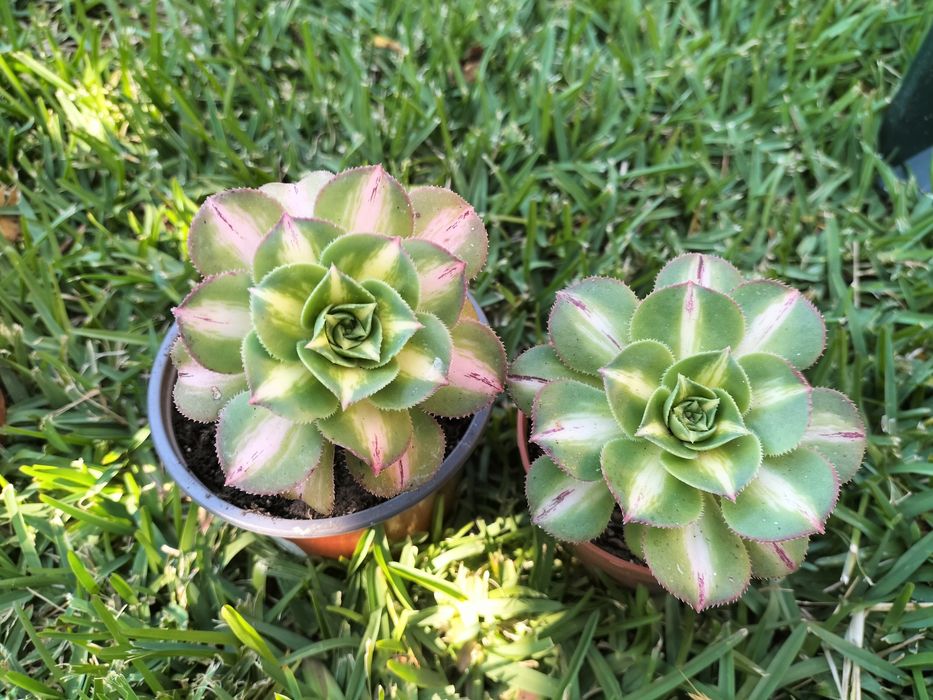 Aeoniuns (vários tipos)