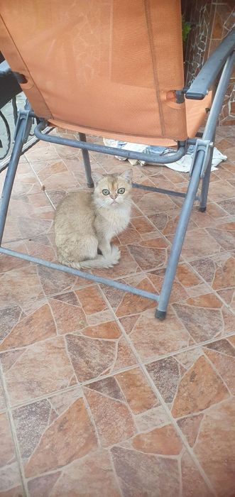 Віддам у добрі руки