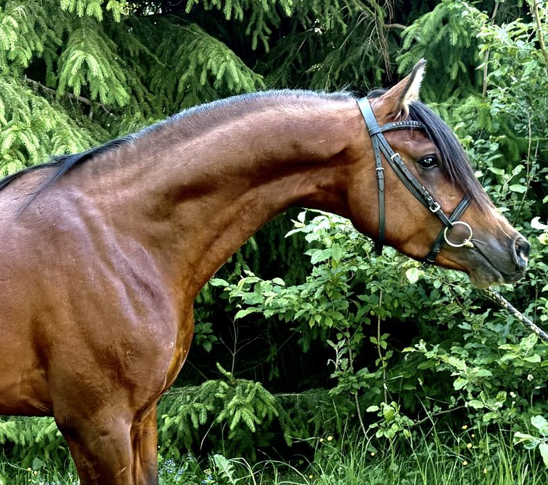 Ogier arabski - Kanz Al Bidayer / Kahil Al Shaqab