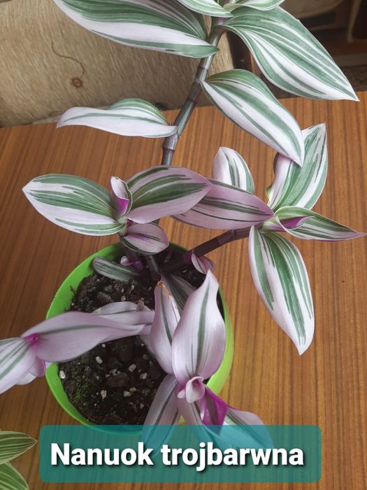 Trzykrotka  gałązki