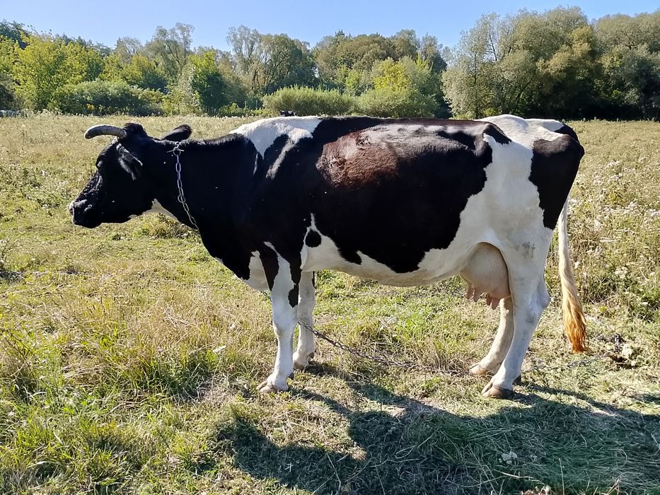 Продам 5 коровів і телицю
