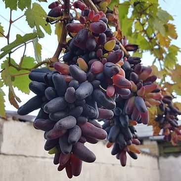Videira de Uvas dedo de bruxa Compridas Tintas - Apenas envios