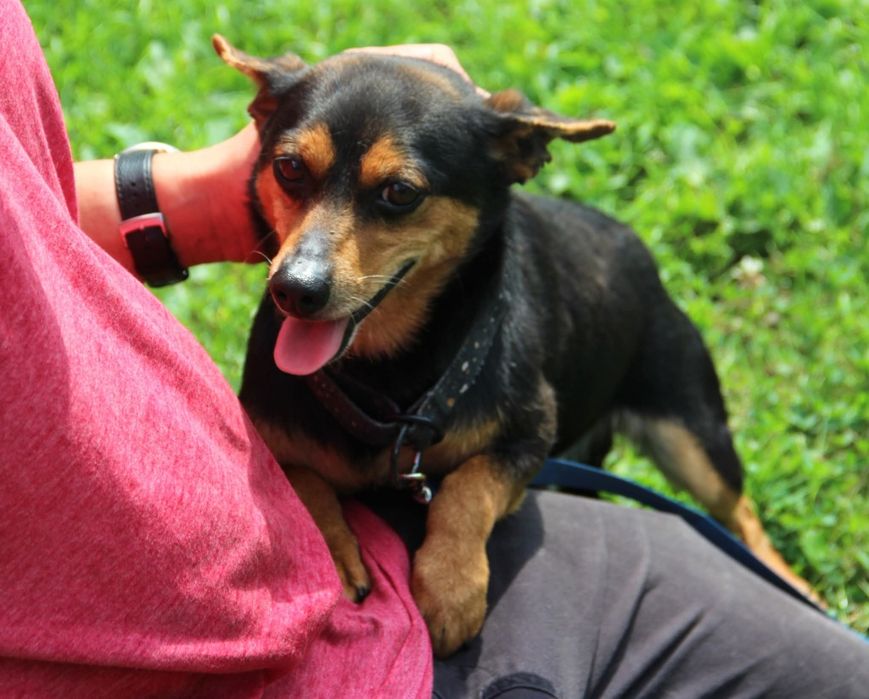 Mikro piesek mix pinczer do adopcji