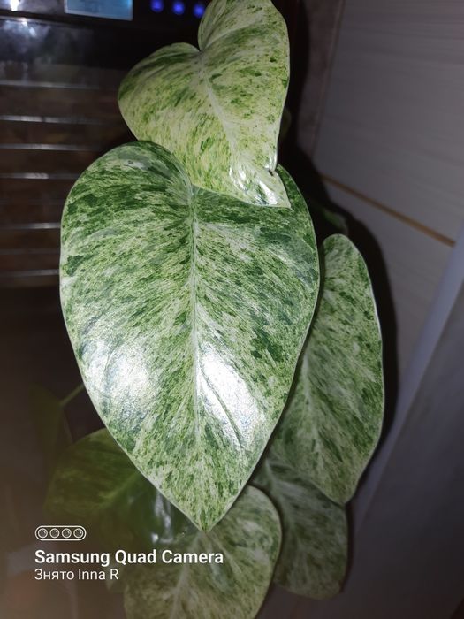 Philodendron Gigantelum var