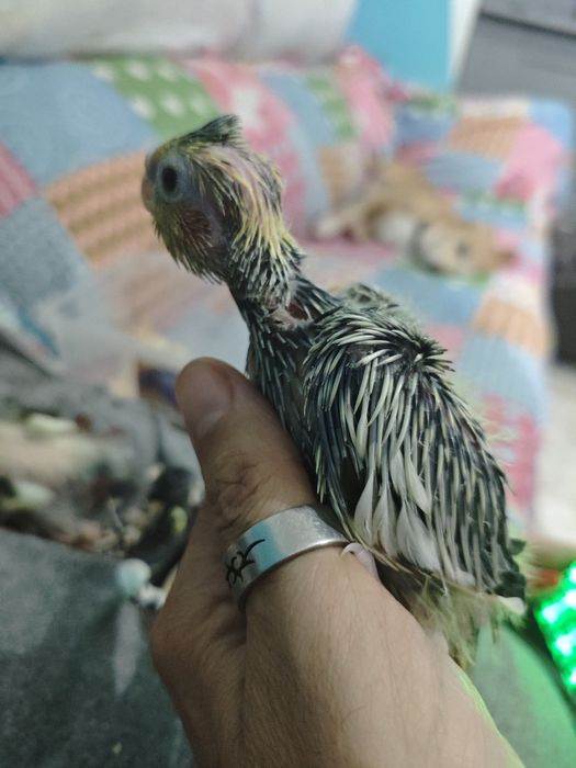 Caturras bebés criar a mão