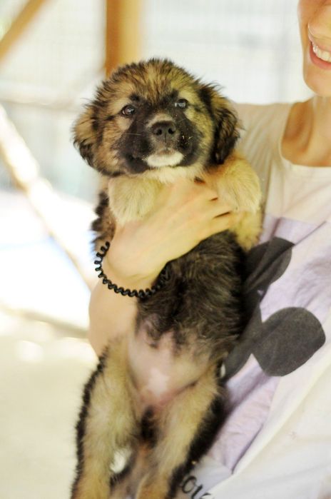 Щенятко Асті шукає дім