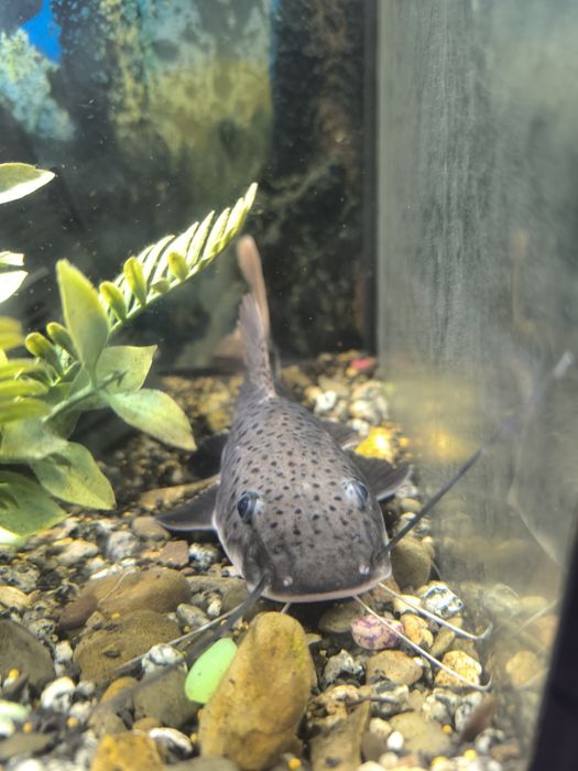 Pintado / Surubim Pintado venda