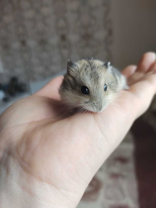 джунгарские хомячки