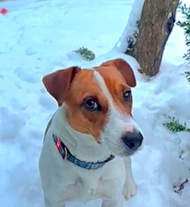 Вязка джек- рассел тер'єр!