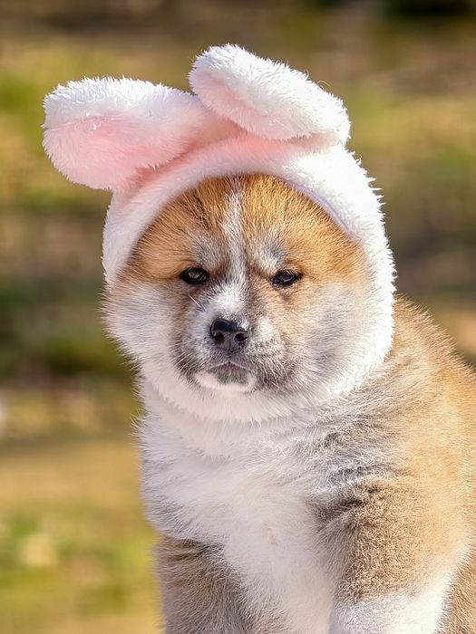 Akita FCI ZKwP po Championie