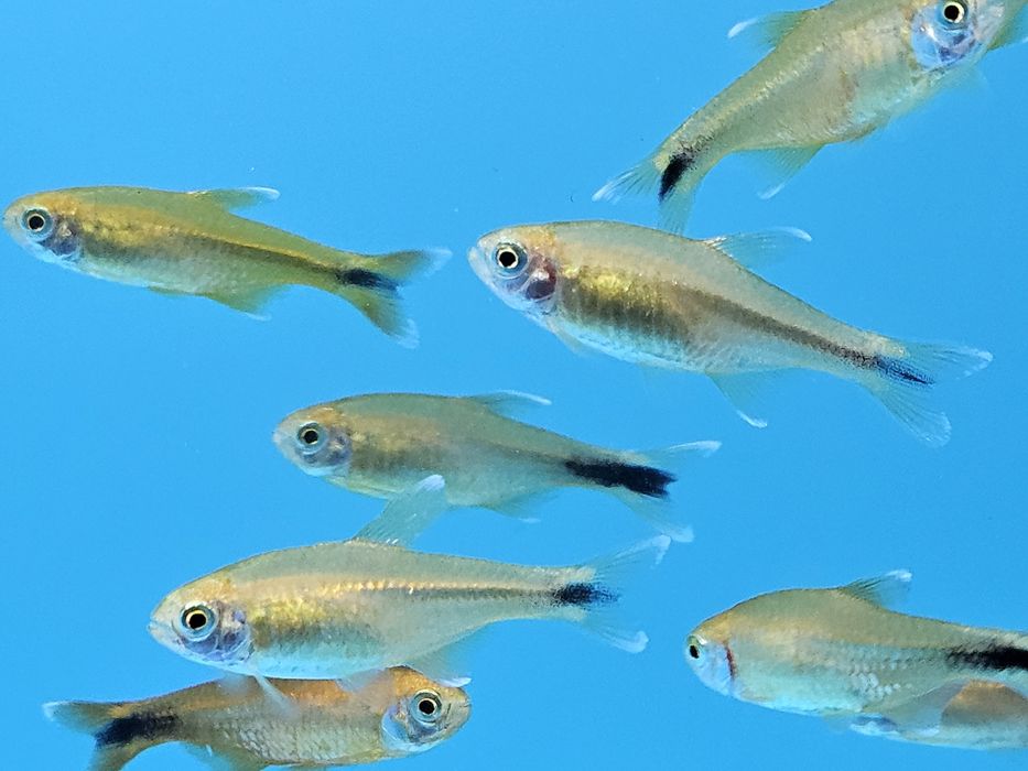 Miedzik już od 4.50/szt