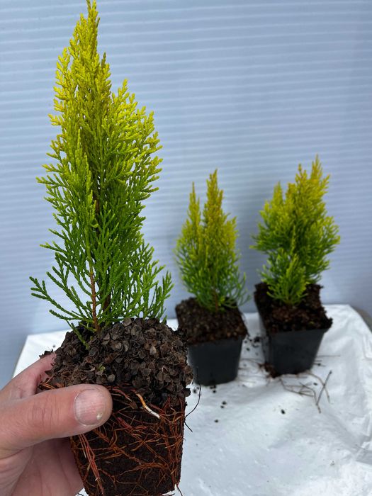 Thuja, Tuja Miriam, Brabant,Smaragd,Morgan