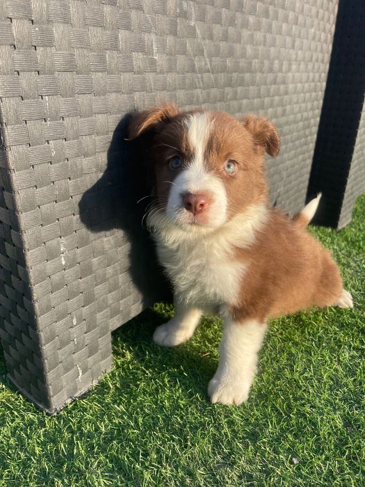 Border collie 2 meses