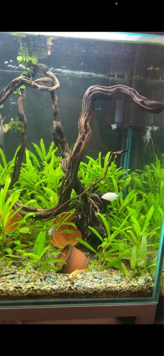Plantas para aquario envio