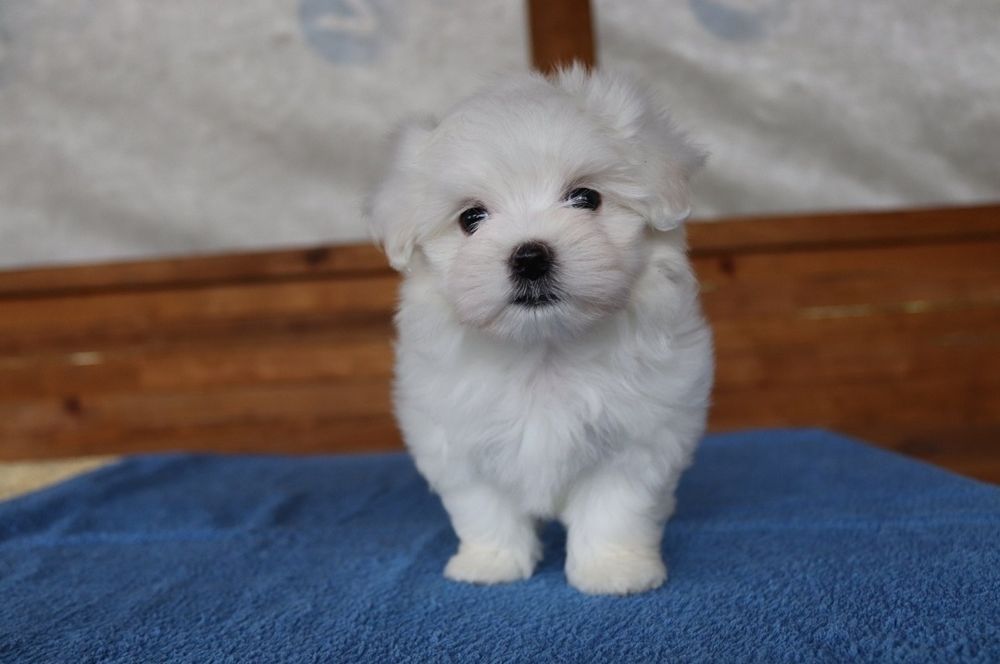 Маленький Красень FCI