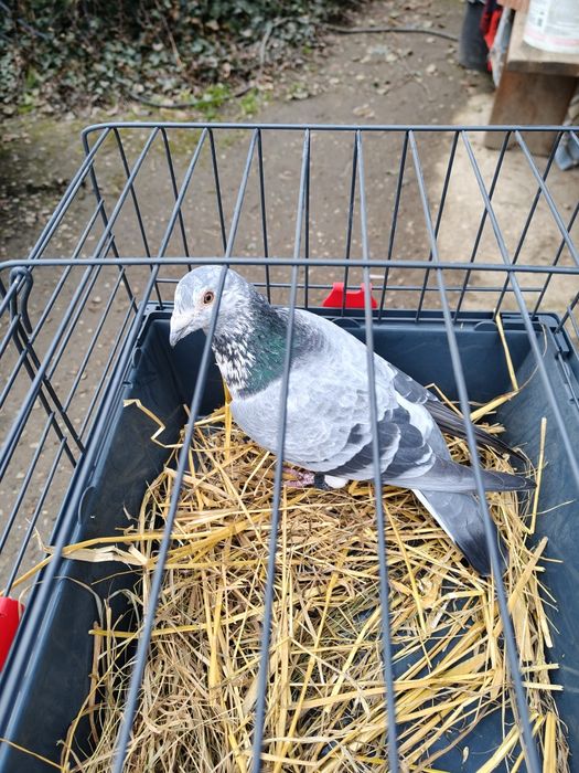 Sprzedam głębię stare